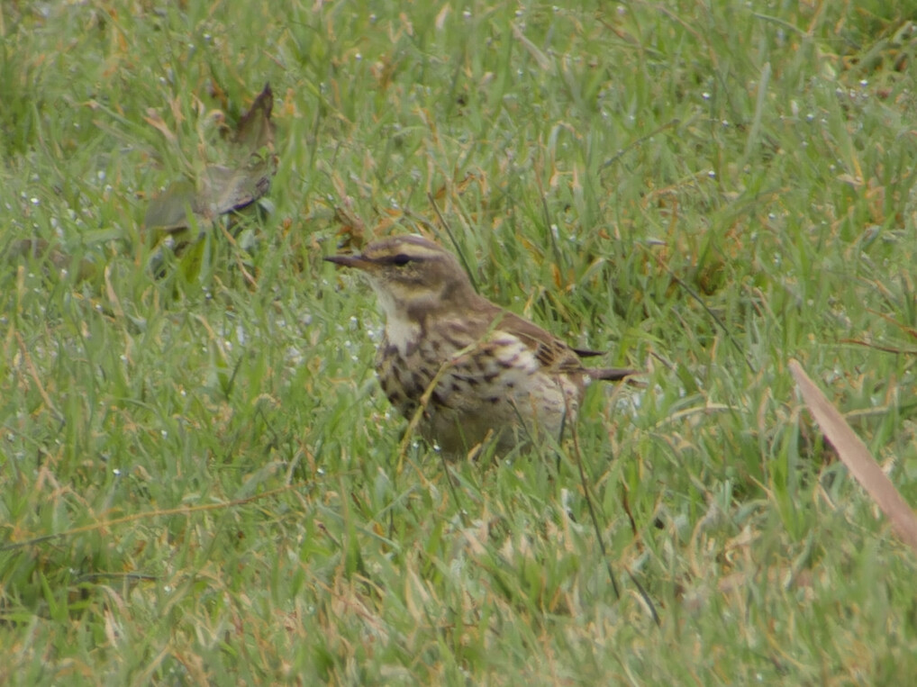 Photo of Water Pipit